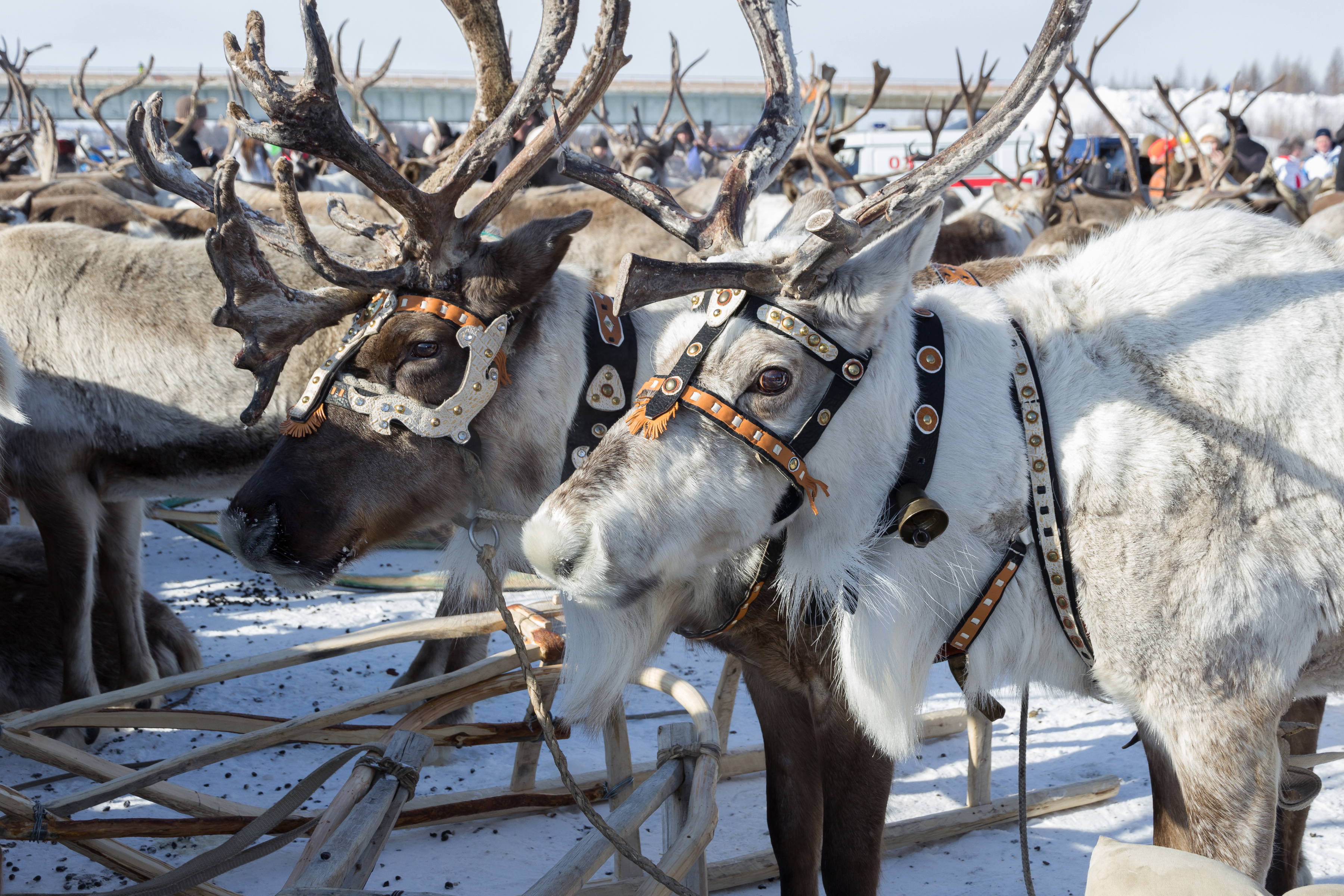 Новогодние туры в Якутию 