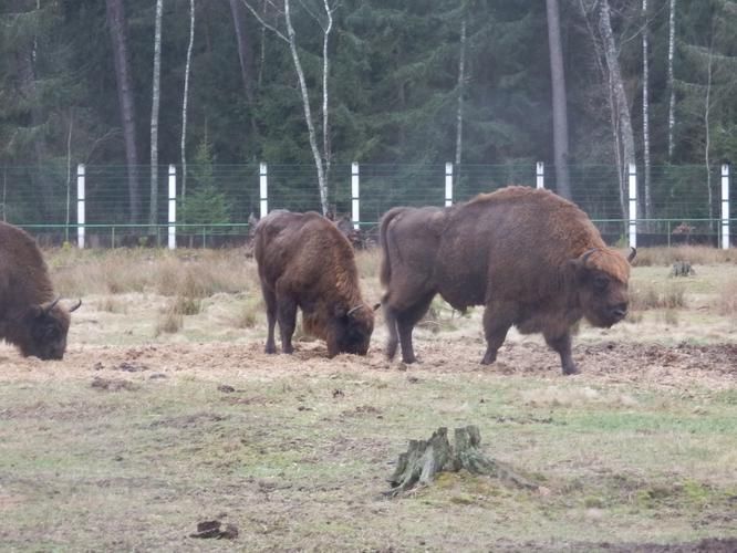 Завораживающее путешествие по Беларуси  6 дней (промо)