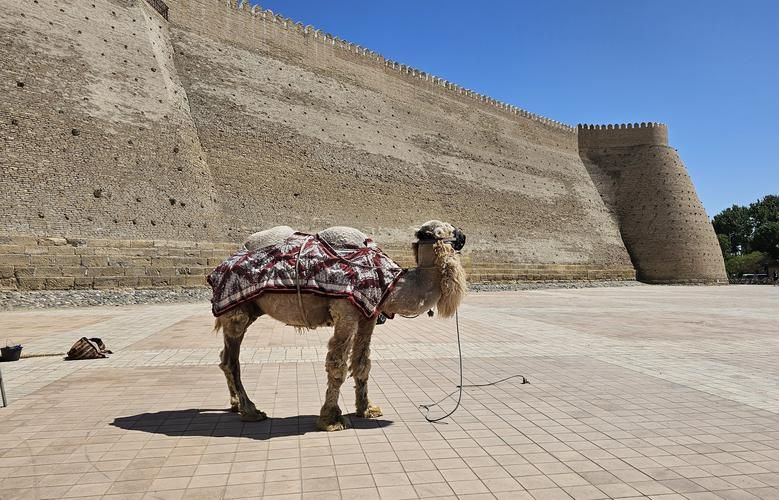 Жемчужины Шёлкового пути